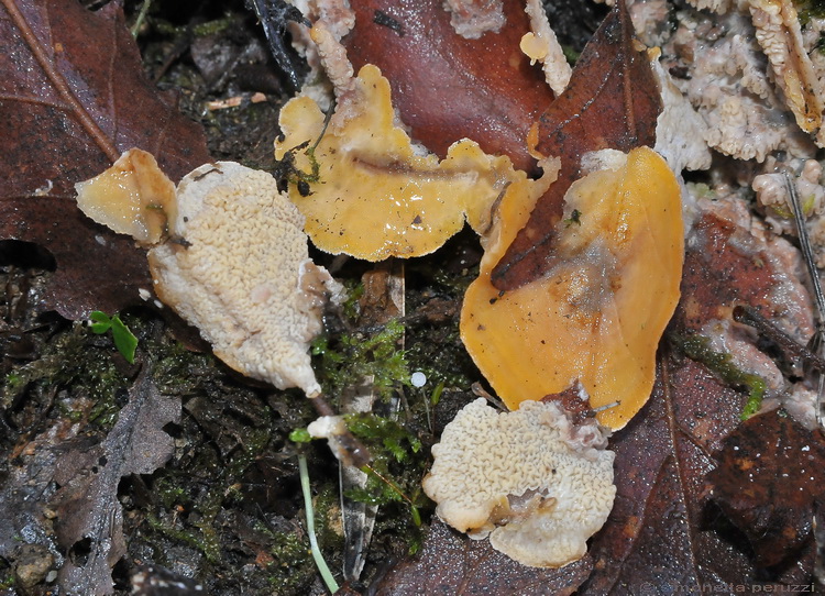 Aphyllophorales particolare (Merulius tremellosus)